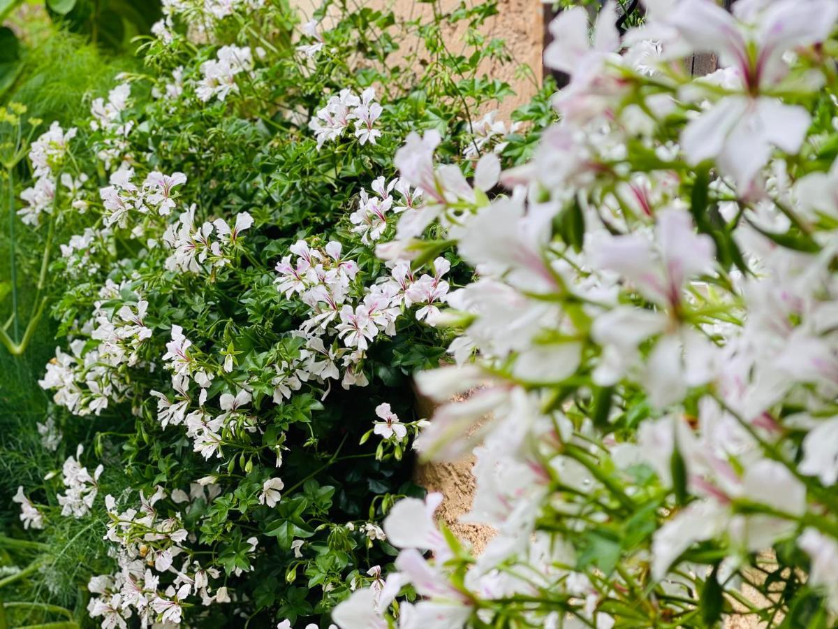 Abeille Bed & Breakfast Vence Bagian luar foto
